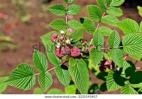 Mysore Raspberry Ceylon Raspberry Hill Raspberry Stock Photo 2225193457