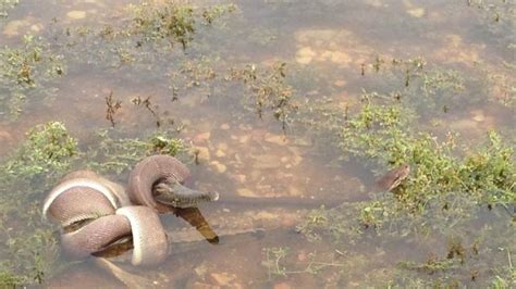 A Snake vs. A Crocodile with an Interesting Twist (19 pics + 2 videos ...