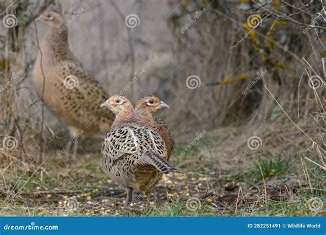 Ringneck Pheasant Phasianus Colchicus In The Habitat Stock Image