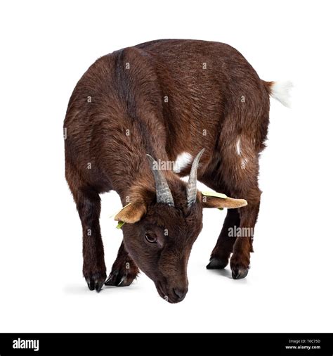 Cute Dark Brown Pygmy Goat Standing Side Ways Looking Down With Head