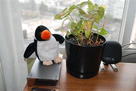 Penguin Plant Dave Schumaker Flickr