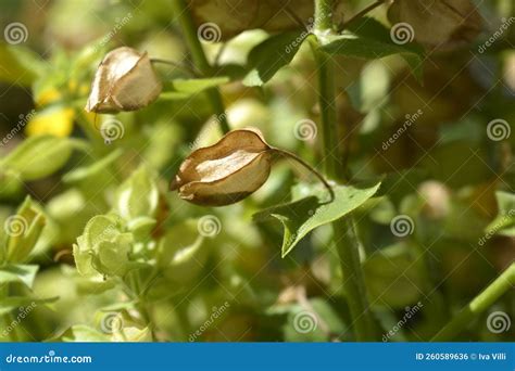 Monkey Flower Stock Photo Image Of Nature Erythranthe 260589636