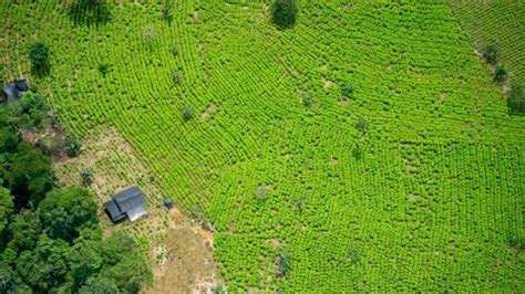 Como Col Mbia Produz Mais Coca Na Apesar De Redu O Da Rea De Cultivo