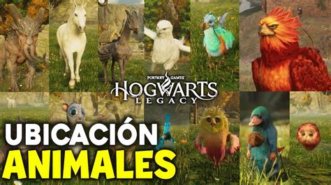 CONSIGUE TODOS los ANIMALES de HOGWARTS LEGACY GUÍA ESPAÑOL UBICACIONES