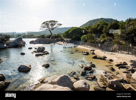 Beach And Pines Plage De Palombaggia Porto Vecchio Corse Du Sud