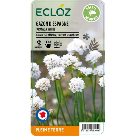 Armeria Maritima Armada White Ecloz