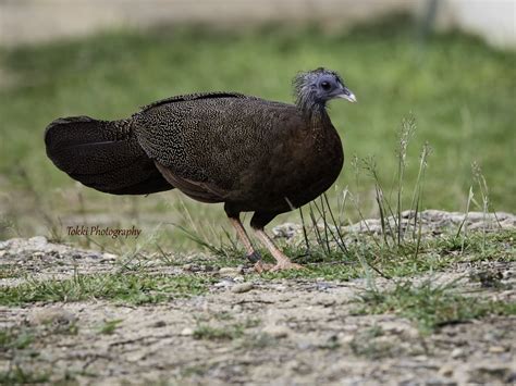 Great Argus Pheasant Female At Taman Negara Kuang Ray Flickr