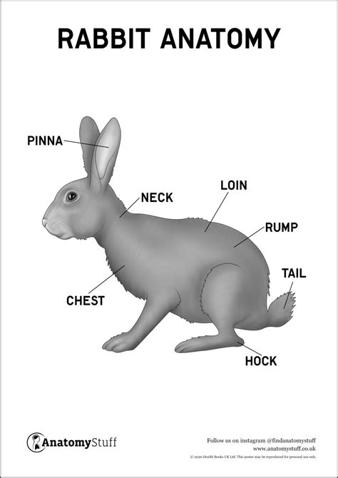 Rabbit Anatomy Poster PDF