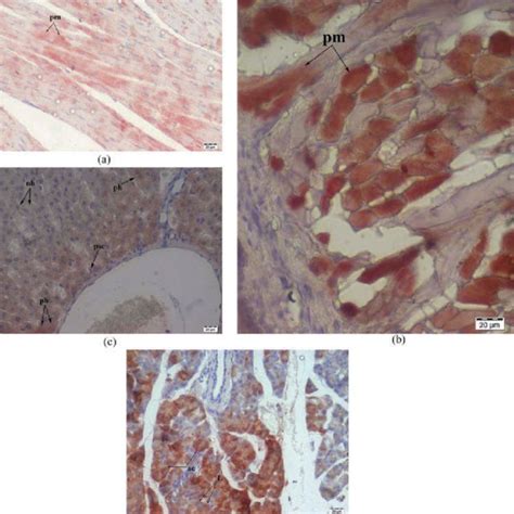 Immunohistochemical Localization Of Irisin In Cerebellum A Anterior