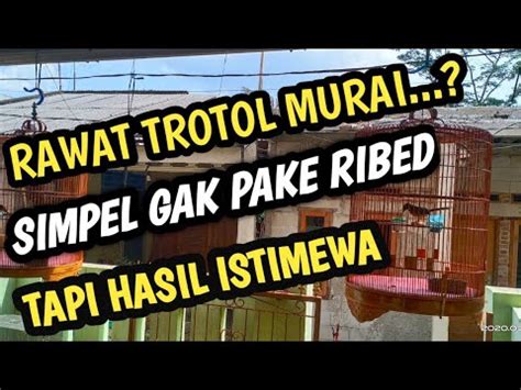 Rawatan Murai Batu Trotol Usia 1 4 Bulan PENANGKAR MUDA YouTube