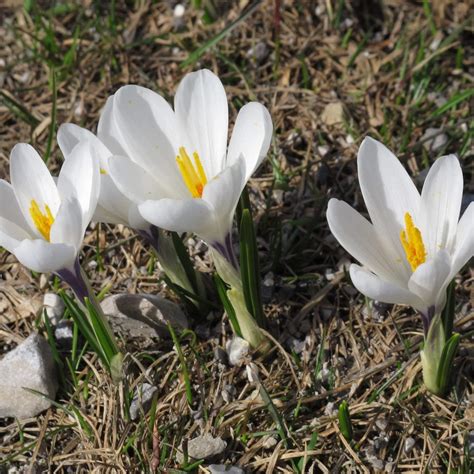 Wei Bl Hender Fr Hlings Krokus Crocus Vernus Ssp Albiflorus