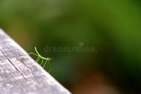 Little Tiny Baby Stick Insect Stock Photo - Image of insects, crawly: 45260430