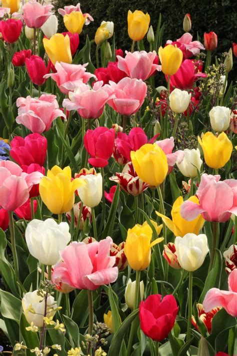 Multi-colored Tulips Full Frame Free Stock Photo - Public Domain Pictures