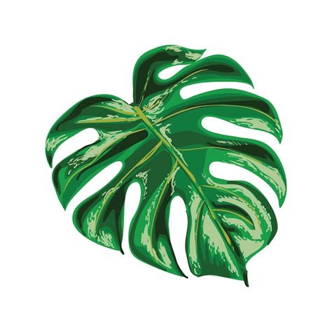 Ilustración de hoja de monstera Vector Premium