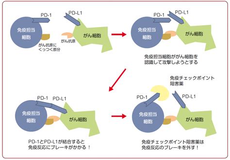 Q50．分子標的治療薬とは，どのような薬ですか。どんな人が治療の対象となりますか。 ガイドライン 患者さんのための乳癌診療ガイドライン