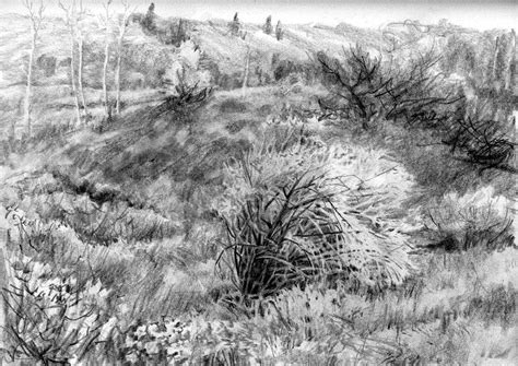 Grass Pencil Drawing at PaintingValley.com | Explore collection of Grass Pencil Drawing