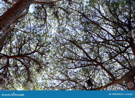 Silhouette of the Intertwining of Trees and Branches Stock Image ...