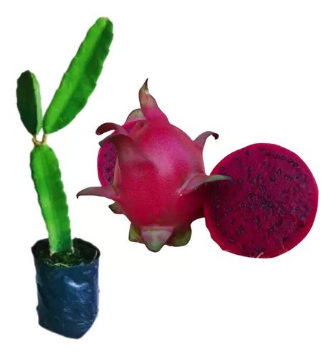 Muda De Pitaya Vermelha Enraizada Orgânica Para Vaso Parcelamento sem