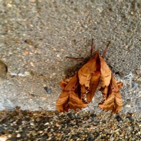 Camouflage Mimicry Looks Like A Crumpled Leaf It S A Moth