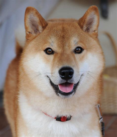 Shiba Inu Breed » Information, Pictures, & More