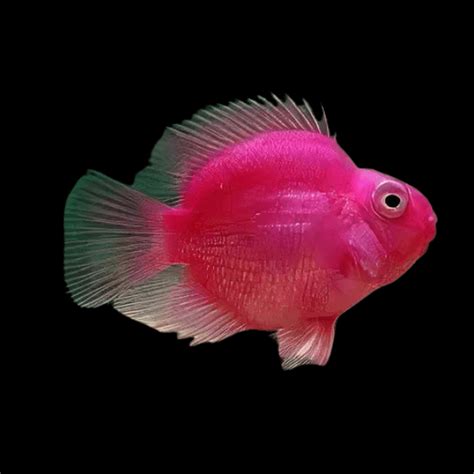 Pink Parrot Fish Hybrid Amphilophus citrinellus × Vieja melanurus 5cm – Sims Tropical Fish ...