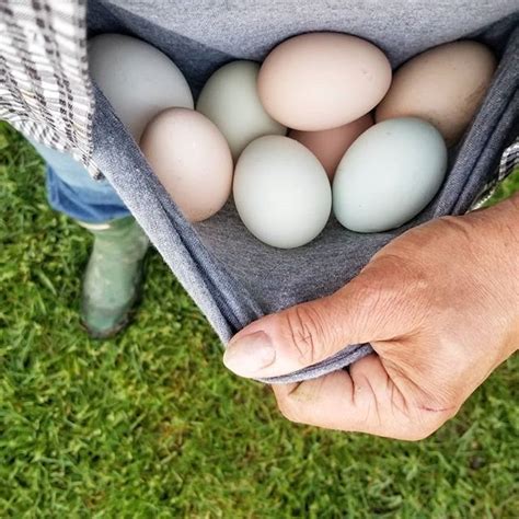 Festive Shaped Holiday Treats For Your Chickens Fresh Eggs Daily