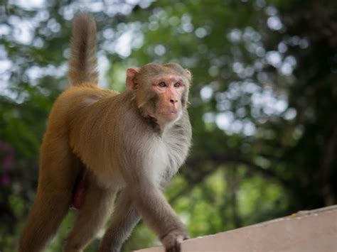 Rhesus Macaque Mammals At Rajaji National Park Rajaji National Park