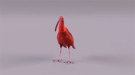 Red Ibis - 3D Model by rmilushev