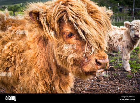 Highland Cattle (Calves) in Scotland Stock Photo, Royalty Free Image ...