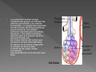 Anatomia Pulmonar PPT Descarga Gratuita