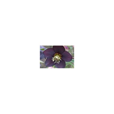 Helleborus hybridus 'Blue Black'