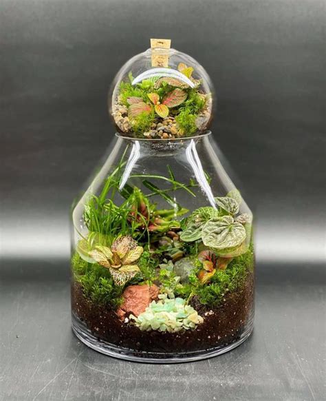 Pin By Sisy On Plant And Terrarium Stuffs In 2024 Closed Terrarium