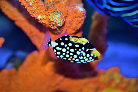 Baby Clown Triggerfish