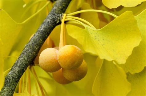 Ginkgo Ginkgo Biloba Branch Ripe Fruit Editorial Stock Photo Stock