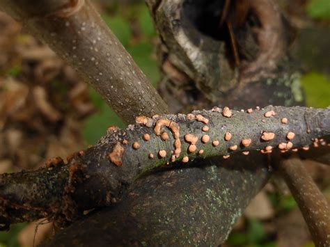 Nectria Cinnabarina Coral Spot Elizabeth B Flickr