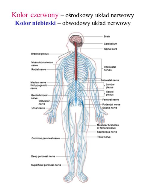 Układ nerwowy ppt pobierz
