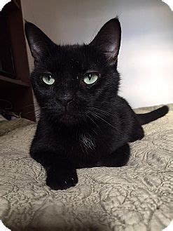 New York NY Domestic Shorthair Meet Xotic A Cat For Adoption Cat