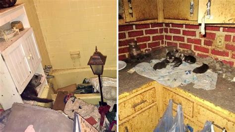 Body 28 Cats Removed From Bradenton Hoarder House Officers Say Wfla