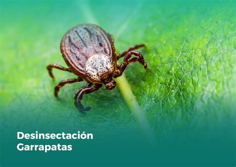 Desinsectaci N Garrapatas Sanalid Empresa De Control De Plagas