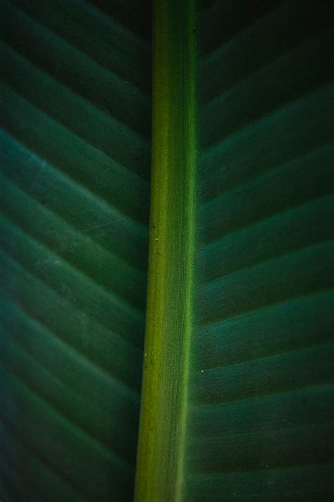 Leaf Macro Green Veins Stripes HD Phone Wallpaper Peakpx