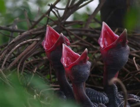Baby Crow Facts - And Why it's Not A Good Idea to Take One Home