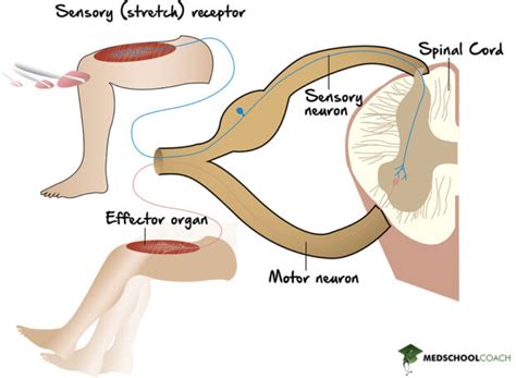 Reflex Arcs Mcat Biology Medschoolcoach