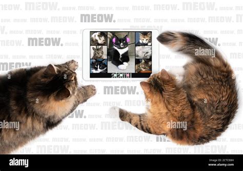 Top View Of Two Cats Talking To Cat Friends In Video Conference Using