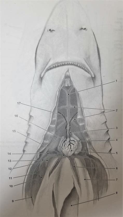 Shark Heart Diagram Diagram Quizlet