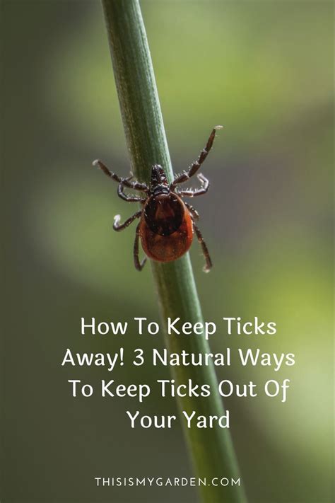 How To Get Rid Of Ticks In Your Yard 4 Simple Ways To Eliminate Ticks