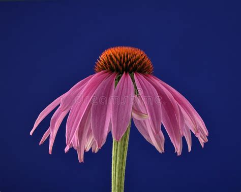 Blue coneflower stock image. Image of graceful, growth - 252231