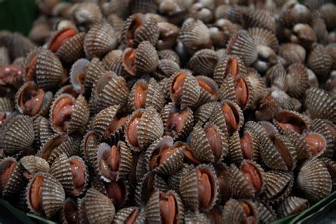 Ketahui Macam Macam Jenis Kerang Sajian Seafood Favorit Banyak Orang