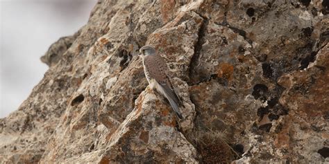 Vincent Munier Et Sylvain Tesson Sur Les Traces De La Panth Re Des