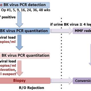 BK virus detection and treatment protocol. This serial detection method ...