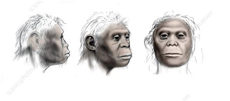 Homo Floresiensis Stock Image E4380177 Science Photo Library